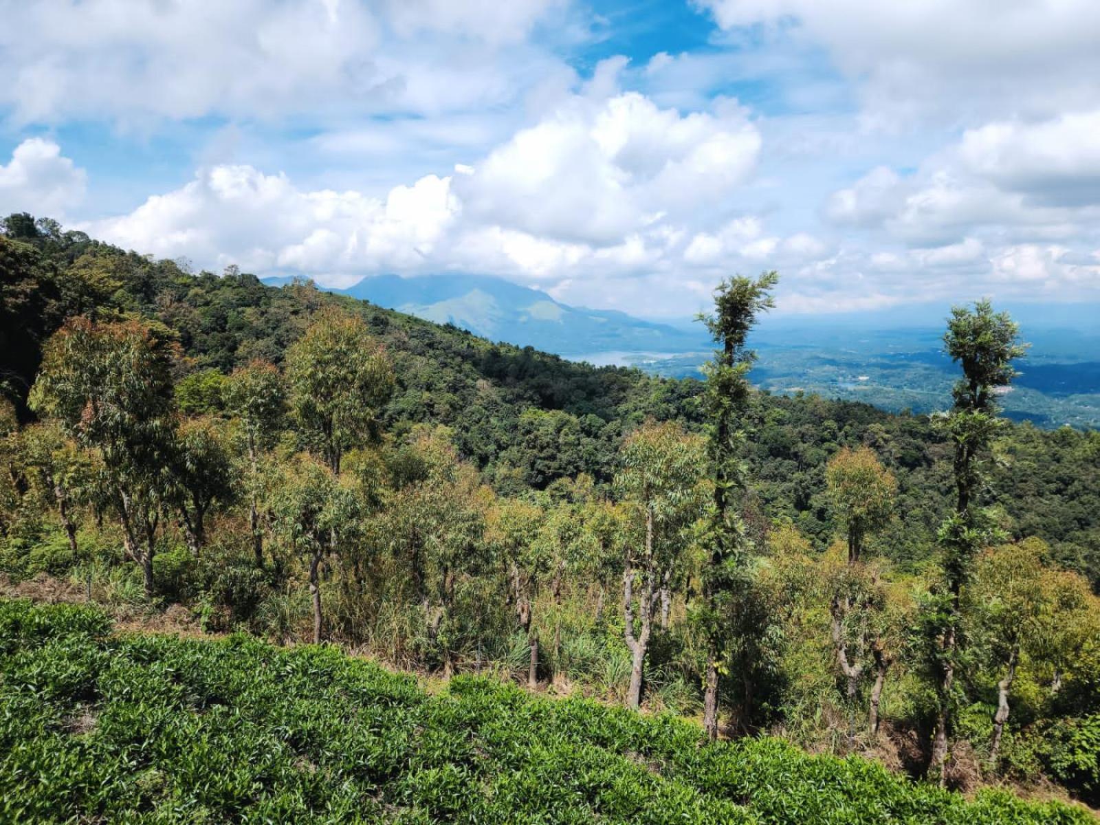 Vythiri Tea Valley I Best Hotel In Wayanad L Hotels In Vythiri Wayanad Экстерьер фото